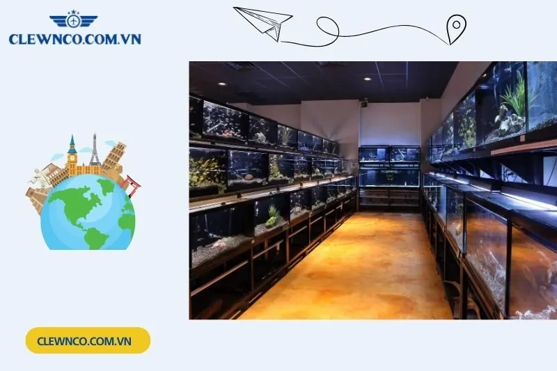 Cá Cảnh Trường Vân