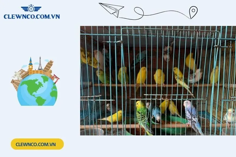 Thế Giới Chim Cảnh