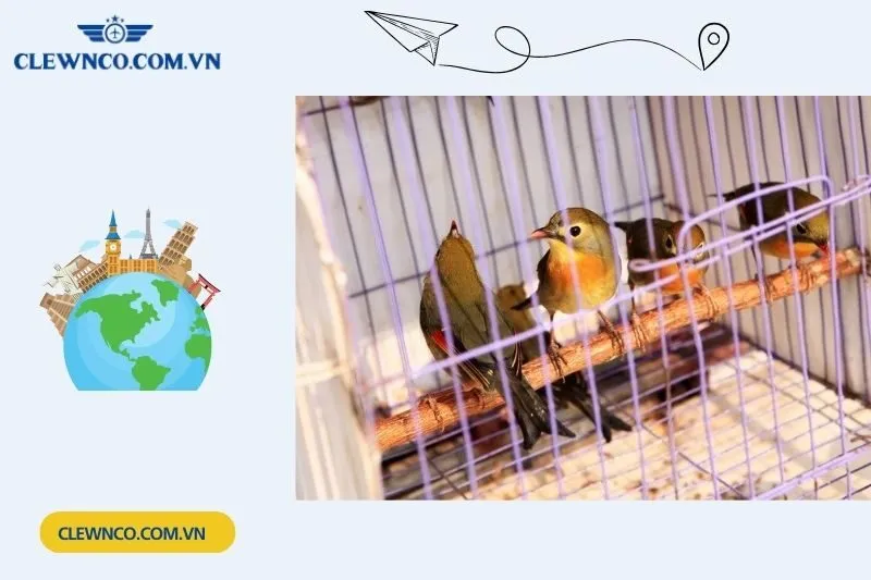 Tiệm Chim Cảnh Hoàng Anh