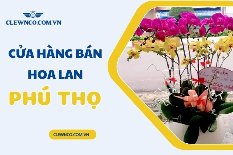 Top 4 cửa hàng bán hoa lan Phú Thọ chất lượng, giá tốt