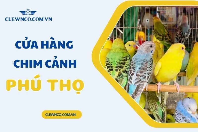Top 8 cửa hàng chim cảnh Phú Thọ đẹp nhất nên tham khảo