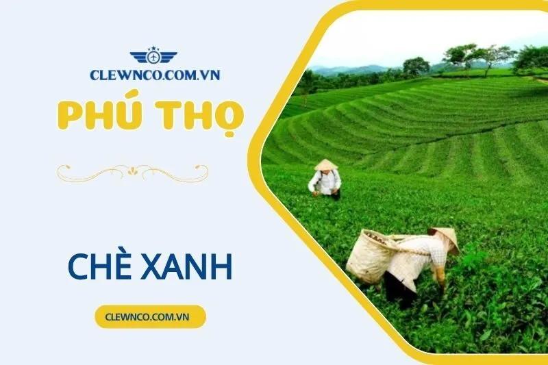 CHÈ XANH PHÚ THỌ a