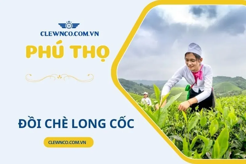ĐỒI CHÈ LONG CỐC PHÚ THỌ