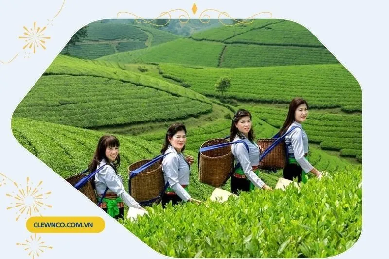 Giới thiệu về Đồi chè Long Cốc Phú Thọ