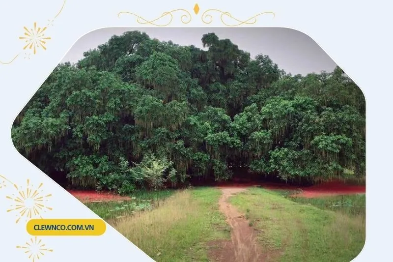 Hướng Dẫn Tham Quan Quần thể Lộc Vừng Phú Thọ