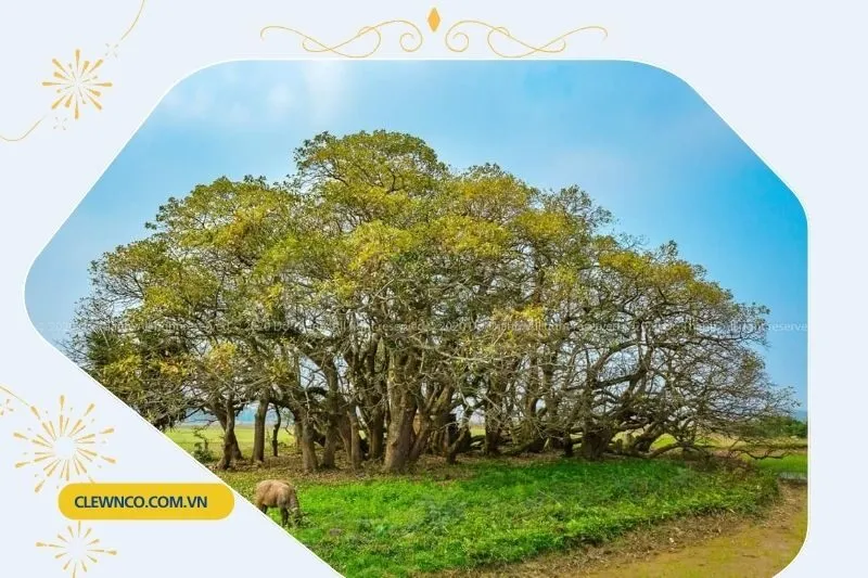 Quần thể Lộc Vừng Phú Thọ - Báu vật Thiên Nhiên