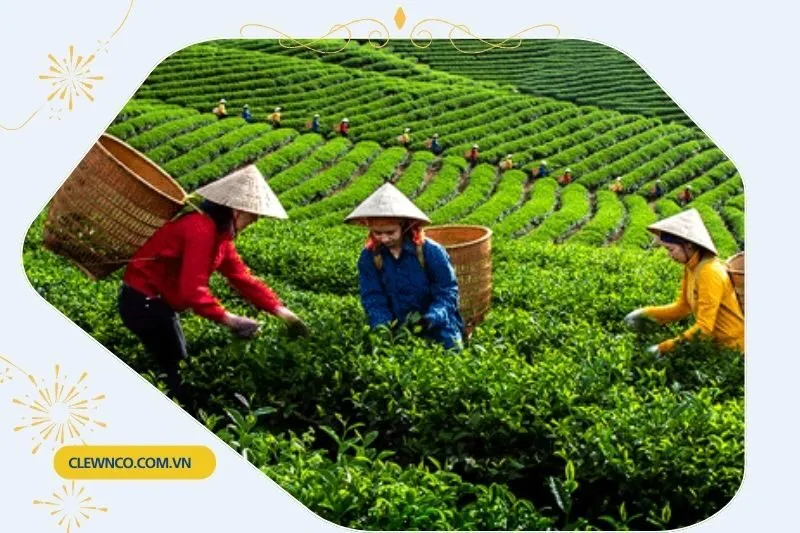 Tiềm Năng Phát Triển Của Chè Xanh Phú Thọ